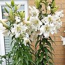 2 x Lily Pretty Woman ‘Like a Tree’ - Giant Lilies – Upto 10 Flowers per Bulb – Spectacular Pure White Blooms – Fragrant Trumpet Shaped Blooms – for a Beautiful Summer Garden
