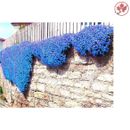 Blue Perennial Ground Cover Seeds - 1000Pcs/Bag - Natural Growth For Home Garden
