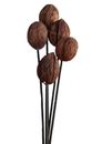 Mintola Pod Exotic Wooden Flower Bunch 5 Stems 45cm Natural Dried Flora Display