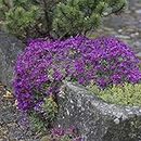 100 Pieces/pack Rock Cress,Aubrieta Cascade Purple FLOWER SEEDS, Superb perennial ground cover for home garden: Only seeds