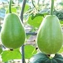 Bottle Gourd Round Seeds Vegetable Hybrid Seeds for Home Garden for Planting (50 Seeds) By Zabbus