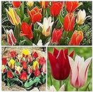 8X Rockery Mixed Tulip Bulbs Beautiful Garden Patio Balcony Spring Flowers Bulbs Ready for Seeds ing Now