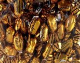 1kg CHOCOLATE ECLAIRS CHEWY CHOC ECLAIR WRAPPED BULK LOLLIES CANDY BUFFET FAVOUR