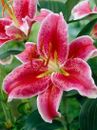 Lilles STARGAZER,x3 Large Size Flowers Bulbs, Lilly Bulbs Ready For Planting Now
