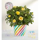 1-800-Flowers Flower Delivery Congratulations Rose Plant Large | Same Day Delivery Available