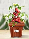 Green Live Hydroponic Planter Tomato Kit Home Garden, Small Balconies, nutrients & All Essentials to Start Growing Plants Indoor & Outdoor hydroponic Gardening