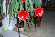 Epiphyllum Cactus (red flower)~ a starter plant
