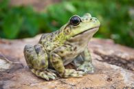 American Bullfrog Garden Statue, Garden/Home /Table Decor Amphibian