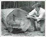1960 Press Photo Dennis Carraher inspecting maple log in the woods in Michigan