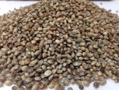 HEMP SEED  4 LB -WHOLESALE PRICING - FRESHLY PACKED & FREE SHIPPING !