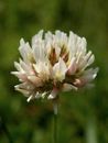 WHITE CLOVER 30,000 seeds BEE BENEFICIAL BUG ATTRACTING lawn grass GREEN MANURE