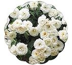 Stargazer Perennials - Iceberg Climbing Rose Plant Live Ready to Plant 1.5 Gallon Potted | White Flowers Rose Own Root Easy to Grow