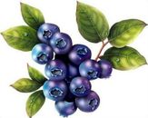 British Columbia Highbush Blueberry Plant- 50 Seeds - High Yielding Blueberries