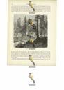 Segh-mill In A Forest Of Pines, California, USA, Illustrazione libro (stampa), c1880