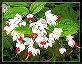 Pot Seed 1bag = 100pcs Clerodendrum thomsoniae Seed Japanese Mini Bulb Red Flower Seeds in Pot decoration Home and Garden