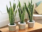 Plantazee Wofloo Sansevieria Trifasciata, Snake Plant, Mother-In-Law Tongue, Low Maintenance Air Purifier Plant (Long Green Leaves) For Home & Garden
