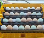 6x🐣 Fertile Hatching HEN/CHICKEN Eggs | ORGANIC Reared | High Hatch Rates!