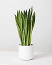 Vamsha Nature Care Live Snake Plant Indoor (Tall Sansevieria plant variety for more Air Purification and Oxygen)(pack of 1 healthy plant,No Pot)