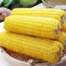1-OZ 100+ Yellow Waxy Corn seeds; sticky glutinous corn; feb 23 test date; 黃糯玉米