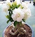 White Desert Rose Pot Flowers 100% True Air Cleaning House Garden Potted Flowers 1 PC BAG