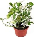 Live Tropical Pothos Plant (Pearls & Jade) - Easy to Care for - Perfect for Indoor and Outdoor Home Decor, Office and Gift - in 4-inch Pot