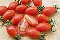 Cherry Tomato Seeds Vegetable Hybrid Seeds for Home Garden for Planting (50 Seeds) By Zabbus