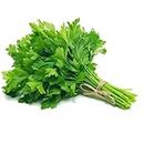 Parsley Seeds F1 Hybrids Vegetable Seeds for Home Garden for Planting for All Season (20 seeds) By Zabbus