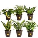 Costa Farms Live Plants (6 Pack), Easy to Grow Real Indoor Houseplants, Exotic Angel Clean Air Indoor Plant Collection, Grower's Choice in Indoors Garden Planter Pots, New House Gift or Room Décor