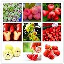 Big Sale!100 PCS/bag rose apple seeds are fruit seeds for home garden planting easy grow,#WCK6SL
