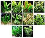 35 Live Aquarium Plants / 10 Different Kinds - Custom Combo (Amazon Swords, Java Fern, Anubias, Ludwigia, Cabomba, Cryptocoryne and much more!) Great plant sampler for 25-35 gal tanks!