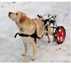 Best Friend Mobility Fits Large Dog Wheelchair Rear Support