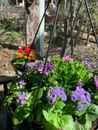 Mother's Day Customizable Flower Arrangements/Hanging Baskets