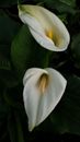 Zantedeschia Aethiopica 'white giant' 5 bulbs 