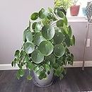 Growing Plants Live Chinese Money Plant Pilea Peperomioides Indoor Plant Live pack of 1 With Black Pot 3 Inch