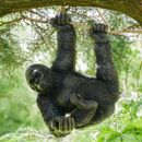 Klettern Gorilla Statue hängender Garten Ornament Tier Skulptur Outdoor Dekor