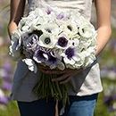 Anemone Bulbs - Snow Kiss Mix - 20 Bulbs - Mixed Flower Bulbs, Corm Attracts Bees, Easy to Grow & Maintain, Container Garden