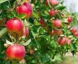 Apple plant live hybrid for Planting Pack of 1
