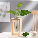 JERN Glass Propagation Glass Test Tube Plant Terrarium for Hydroponic Plants Home Garden Decoration (Model 2)