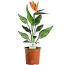 GardenersDream Strelitzia - Bird of Paradise Plant, Large House Plants - Exotic African Violet Plant for Home & Office - Live Indoor Plants, 40-50cm Tall in 12cm Pot