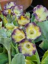 Primula auricula 'Party Animal' - Rare Collector's Primrose - Stunning Flowers!