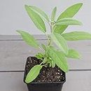 Creative Farmer Herb Plant For Home Decor Common Sage Herb Seeds For Garden Indoor Compatable Herb Plants 20 Seeds Kitchen Garden Seeds Pack