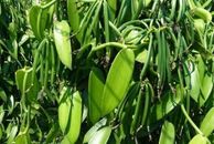 7 especies de plantas de orquídea Vanilla Planifolia corte vivo enraizado planta de frijol vainilla