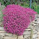 SRI SAI FORESTRY Rock Cress Cascade Pink Ground Cover Flower Seeds For Home Garden