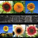 100+ SUNFLOWER RARE SEEDS MIX BEAUTIFUL FLOWERS BLOOMS MULTIPLE VARIETY GIANT US