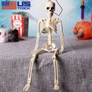 16in Halloween Skeleton Oversized Poseable Human Full Life Size Party Decor Prop
