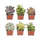 Shop Succulents | Unique Collection of Live Succulent Plants, Hand Selected Variety Pack of Mini Succulents | Collection of 12