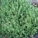 Thyme citriodorus Lemon herb plant flowers summer loved by bees ground cover 9cm pot .