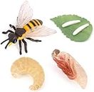 Bee Growth Cycle, Animal Growth Cycle Biological Model , Growth Stage Lifelike Bee Life Cycle Model Set for Kids Education Insect Themed Party Favors