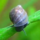 6x Bladder Snails, Physella acuta, Small Freshwater Aquarium/Pond Snails + GIFTS