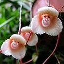Luojuny Graines de fleurs, 1 sac de graines de fleurs rares de forme originale polyvalentes et voyantes pour le jardin 200pcs Graines d'orchidée visage de singe